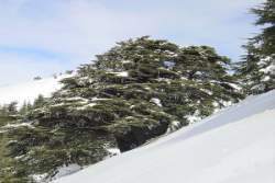 Barouk Cedars Natural Reserve Covered by the Snow