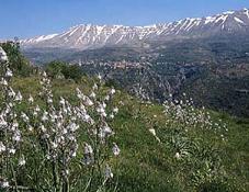 Lebanese Mountains - Spring & Snow